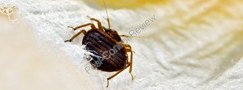 chemical used cockroach pest control