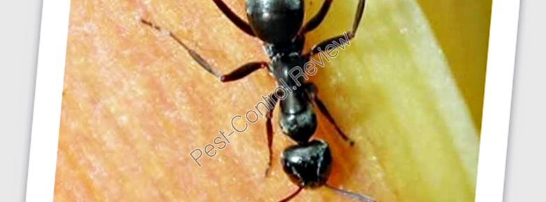 allintitle pest control company perth wa