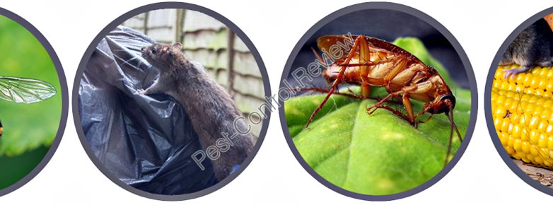 pest control hayes middlesex