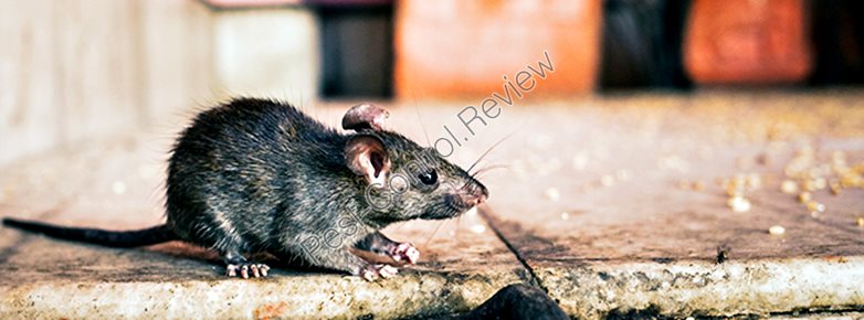 and mouse industrial food rats control trap pest factory