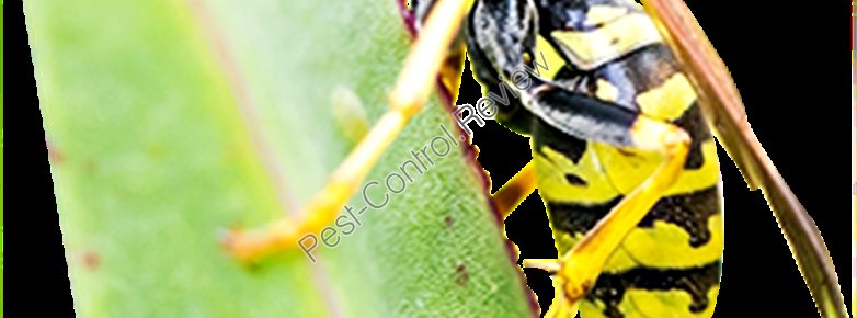 biological pest control suppliers