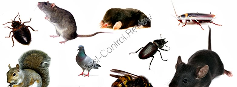 pest control requirements for estate agents