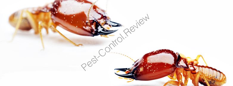 beetle pest control contact toxicity