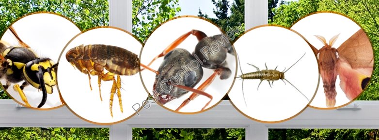 pest companies compare control