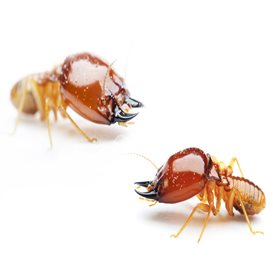 safeguard pest control reviews