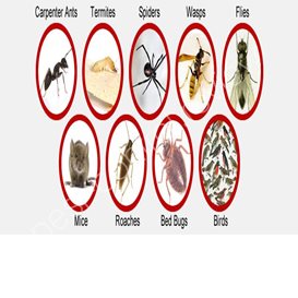 flea and tick pest control