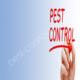 can pest control get rid of fleas