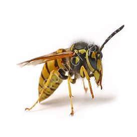 pest control products b&q bees and wasps