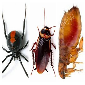 express pest control oswestry
