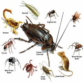 pest control advisor job description