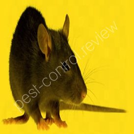 free online pest control training courses