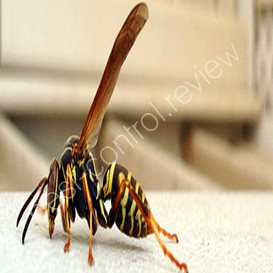 mantis pest control