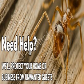 outdoor pest control services