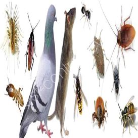 pest control knowsley