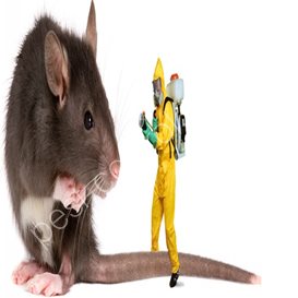 pest control and health blog
