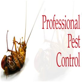 pest control what do they deal with ants