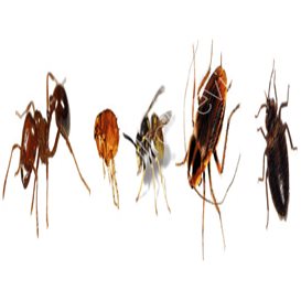 sheffield pest control fleas