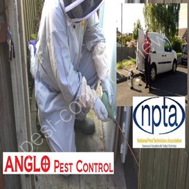 cheltenham council pest control
