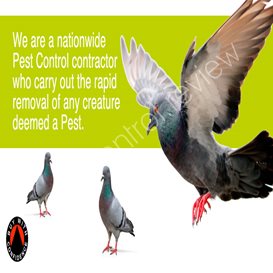 pest control manager salary