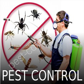 cost of pest control for a room