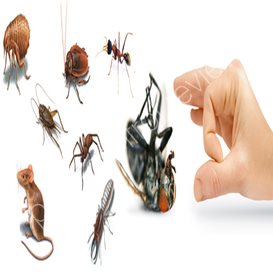 pest control services in india