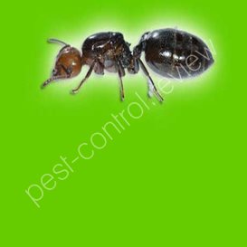 mystic home pest control formula 200
