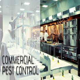 environmental health manchester pest control