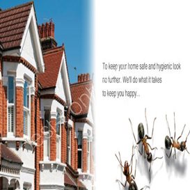 pest control in bexhill