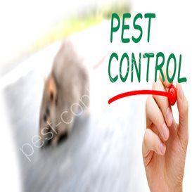 how to be a pest controller