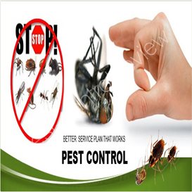 blackpool council pest control