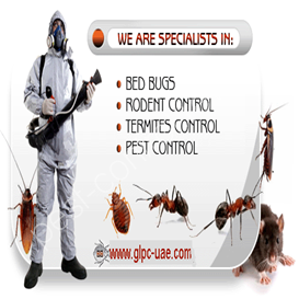 advance pest control bristol google+