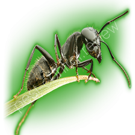 pest-control wasps rotherham