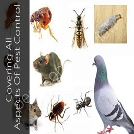 how much is it for pest control services