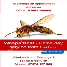 predator wasp and pest control