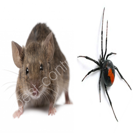 average cost pest control uk