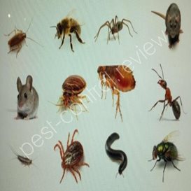 pest control logos free