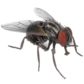 7.3 pest control measures generic controls include