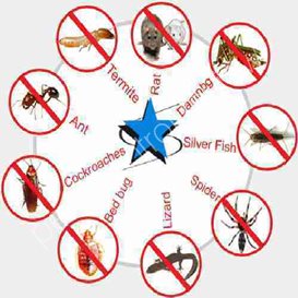 remove parakeet from home pest control uk