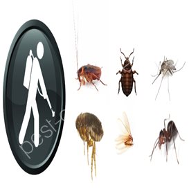 pest control flea treatment cost