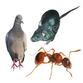 newcastle council pest control
