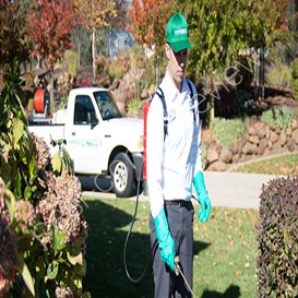 peach tree disease and pest control tables